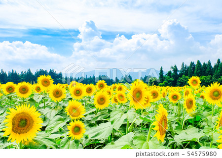 向日葵（海嘯向日葵廣場） 54575980