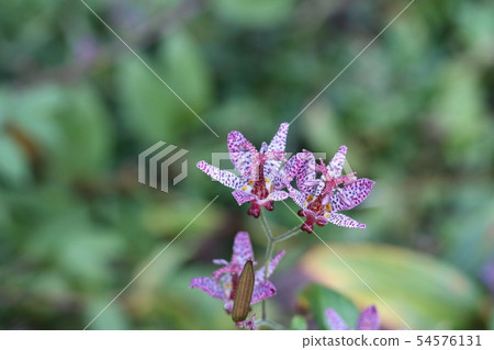 A flower that blooms in autumn 54576131