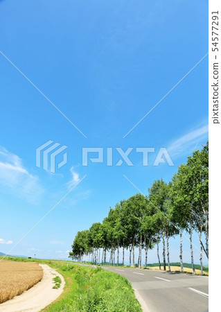 Hokkaido summer blue sky and seven star trees Hokkaido summer blue sky and seven star trees 54577291