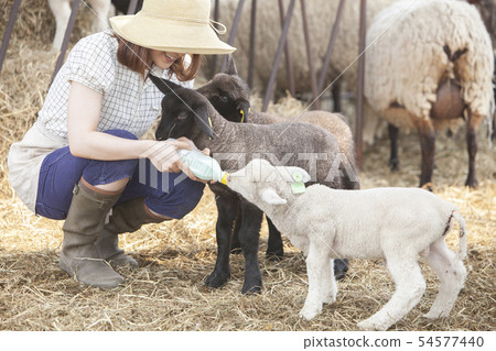 Cotton sheep farmer 54577440