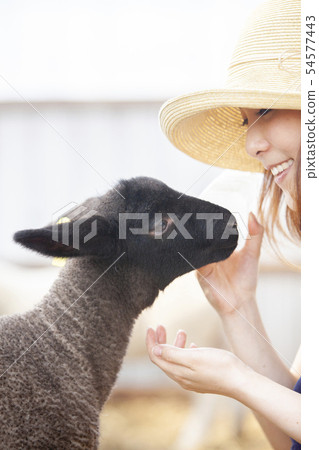 Cotton sheep farmer 54577443