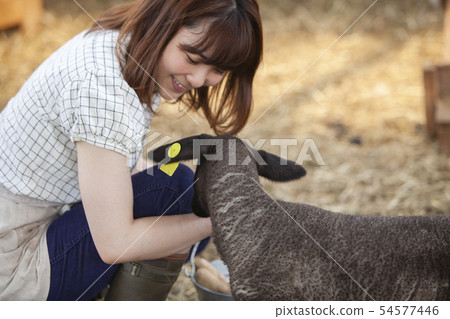 Cotton sheep farmer 54577446