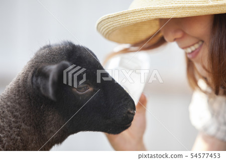 Cotton sheep farmer 54577453