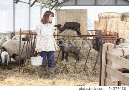 Cotton sheep farmer 54577488