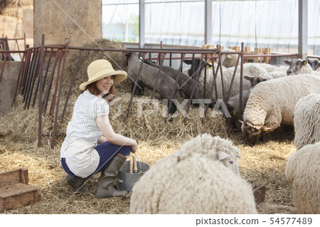 Cotton sheep farmer Cotton sheep farmer 54577489