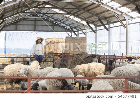 Cotton sheep farmer 54577491