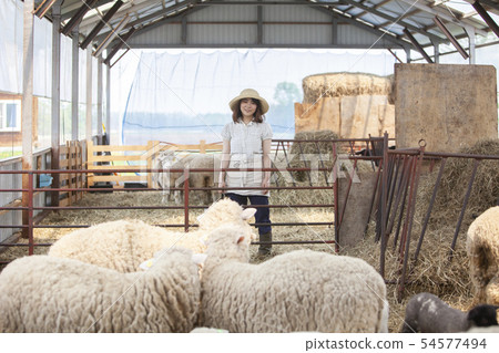 Cotton sheep farmer 54577494