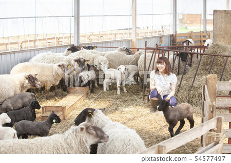 棉羊農民 54577497