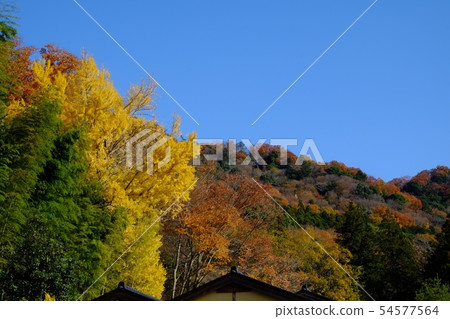 Satoyama's autumn leaves 54577564