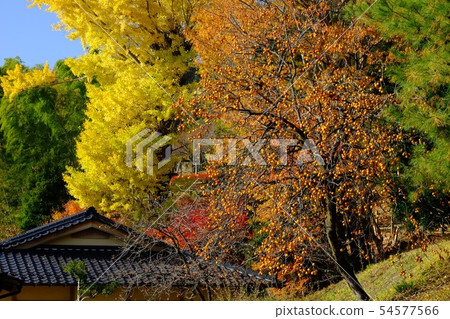 Bells of sweet potato and ginkgo yellow leaf Bells of sweet potato and ginkgo yellow leaf 54577566