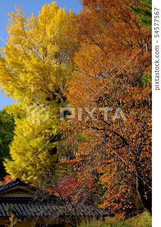 Bells of sweet potato and ginkgo yellow leaf 54577567