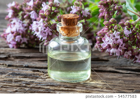 A bottle of essential oil with fresh oregano 54577583