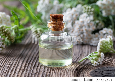 A bottle of yarrow essential oil with fresh yarrow 54577594