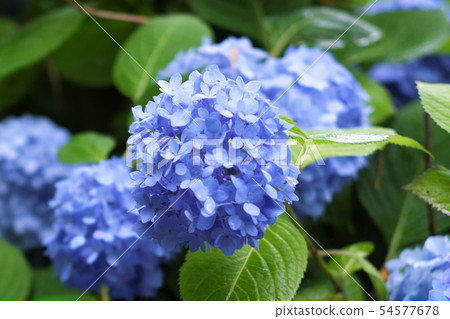 Oga市Kitaura Unshoji的繡球花 Oga市Kitaura Unshoji的繡球花 54577678