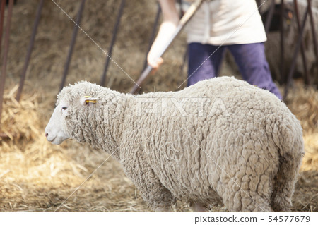 Cotton sheep farmer woman Cotton sheep farmer woman 54577679