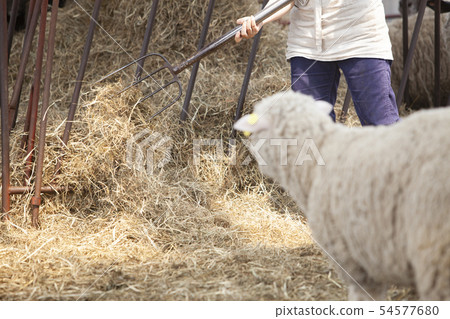 Cotton sheep farmer woman Cotton sheep farmer woman 54577680