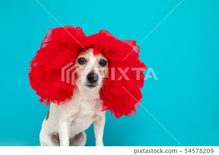 Dog in wig on blue background Dog in wig on blue background 54578209
