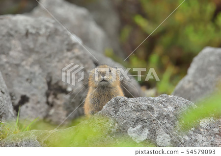 Praying rabbits Praying rabbits 54579093