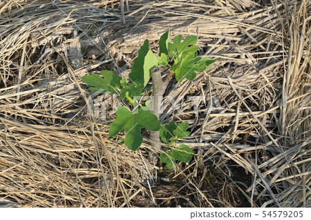 無花果樹 54579205