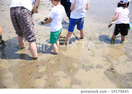 Rice planting experience Rice planting experience 54579845