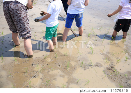 Rice planting experience Rice planting experience 54579846