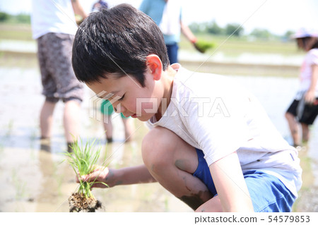 Rice planting experience 54579853