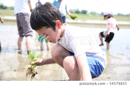 Rice planting experience 54579855