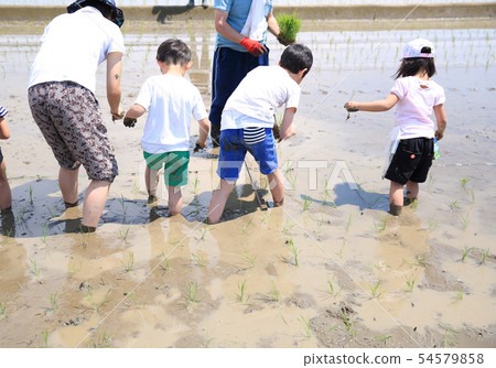 水稻種植經驗 54579858