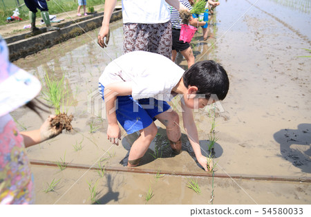 Rice planting experience Rice planting experience 54580033