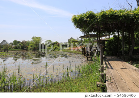 Landscape of Shimizu Park, Noda City, Chiba Prefecture Landscape of Shimizu Park, Noda City, Chiba Prefecture 54580400
