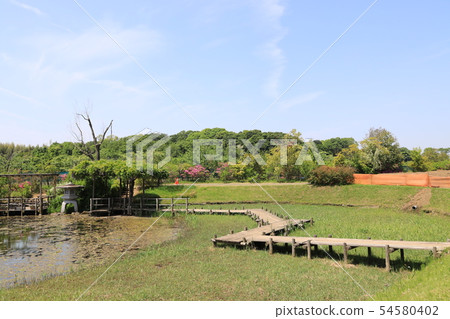 千葉縣野田市清水公園的景觀 54580402
