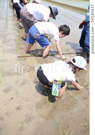 水稻種植經驗 水稻種植經驗 54580437