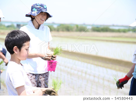 水稻種植經驗 水稻種植經驗 54580443