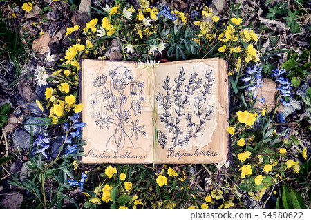 Open witch diary book with drawings Open witch diary book with drawings 54580622