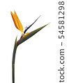 Bird of Paradise flower isolated on white 54581298