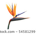 Bird of Paradise Plant isolated on white 54581299