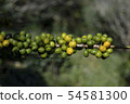Green coffee beans on plant 54581300