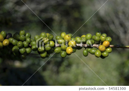 Green coffee beans on plant Green coffee beans on plant 54581300
