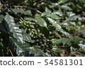 Green coffee beans on plant 54581301
