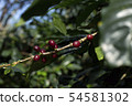 Coffee beans on tree 54581302