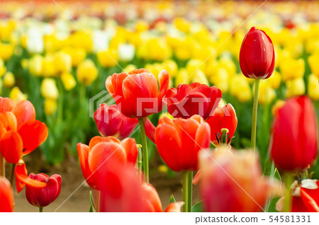 Blooming tulip fields in Netherlands, flower with blurrred colorful tulips as background. Selective 54581331