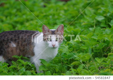 A stray cat I met 54581647