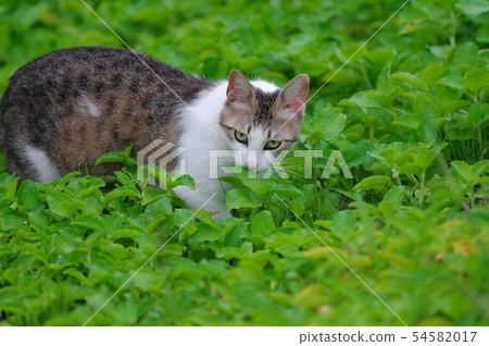 A stray cat I met 54582017