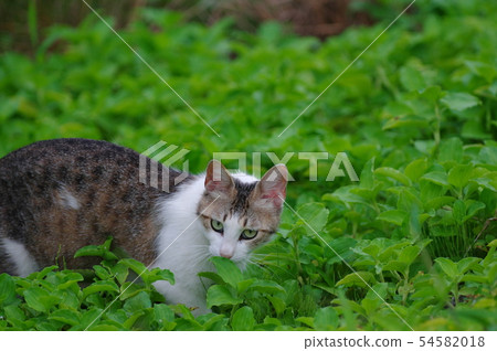 A stray cat I met 54582018
