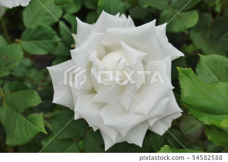一朵白玫瑰在公園的角落裡 54582588