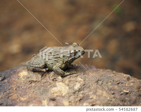  Bamboo shoots 54582687