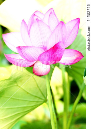 Impression of lotus flower Impression of lotus flower 54582726