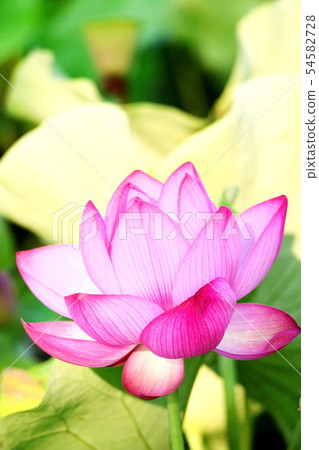 蓮花的印象 蓮花的印象 54582728