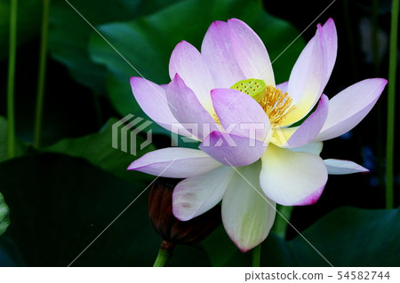 蓮花 蓮花 54582744