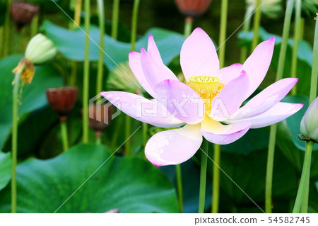 蓮花 蓮花 54582745